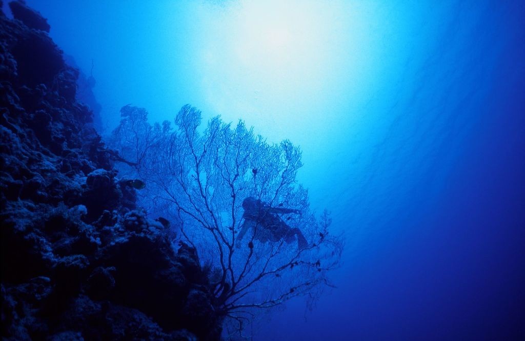 Photographies sous-marine