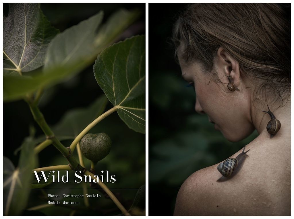 Wild snails n°2