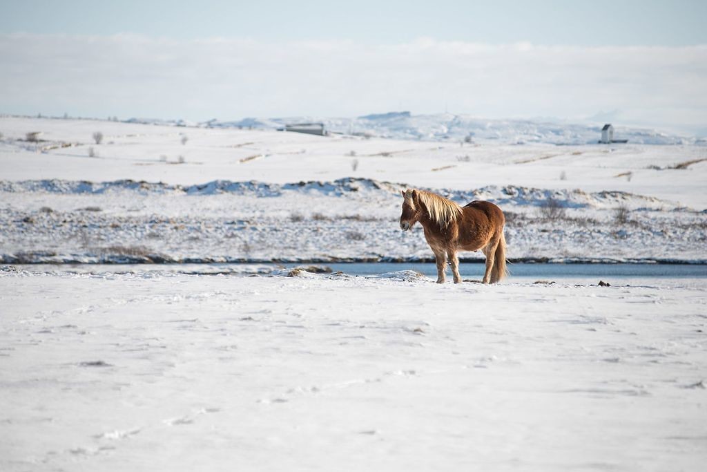 Icelandic horse