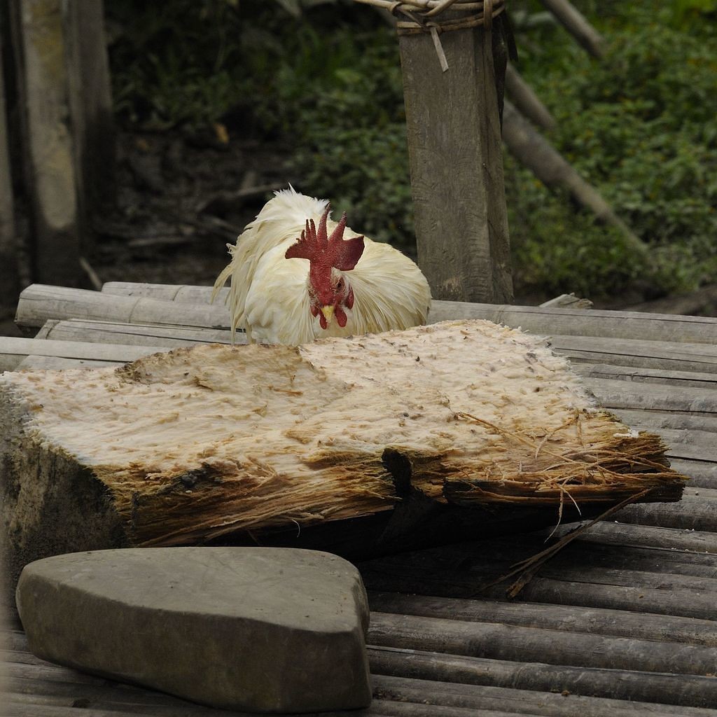 Poule mangeant du manioc