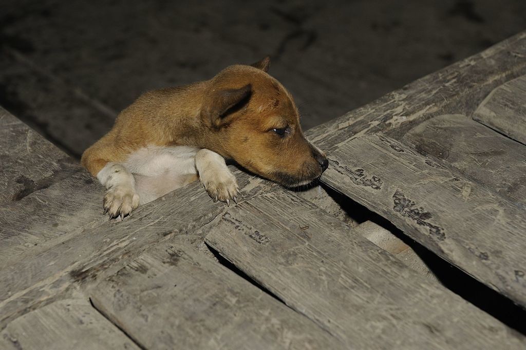 Petit chiot curieux