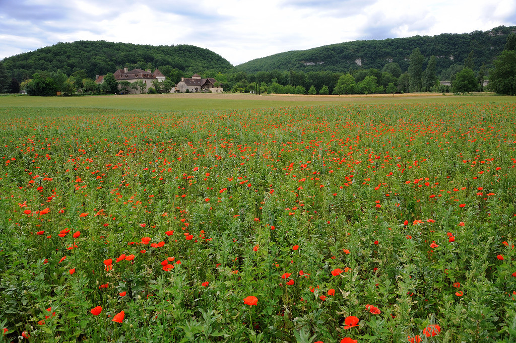 Champ de coquelicots