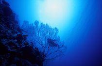 Photographies sous-marine