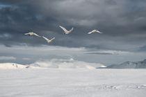 Oiseaux migrateurs à Blikastigur